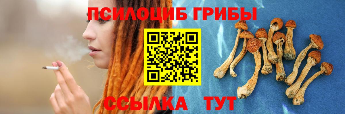 Псилоцибиновые грибы Cubensis Ефремов